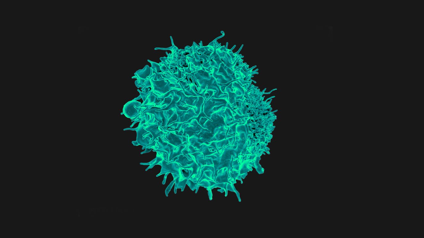 T lymphocyte