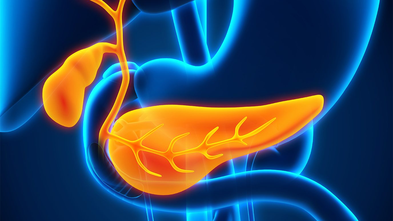 3D illustration of the pancreas and gallbladder