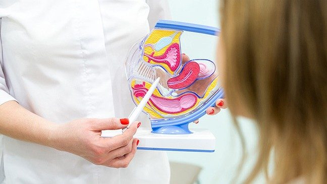 Woman in white coat holds a colorful model of the pelvis and point to it with a white stylus