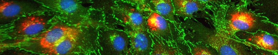 Dr. Jun-ichi Abe Cell