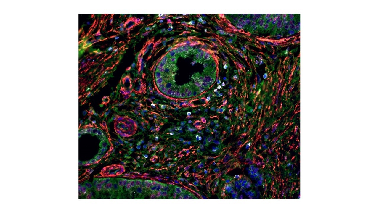 Guarnerio lab image