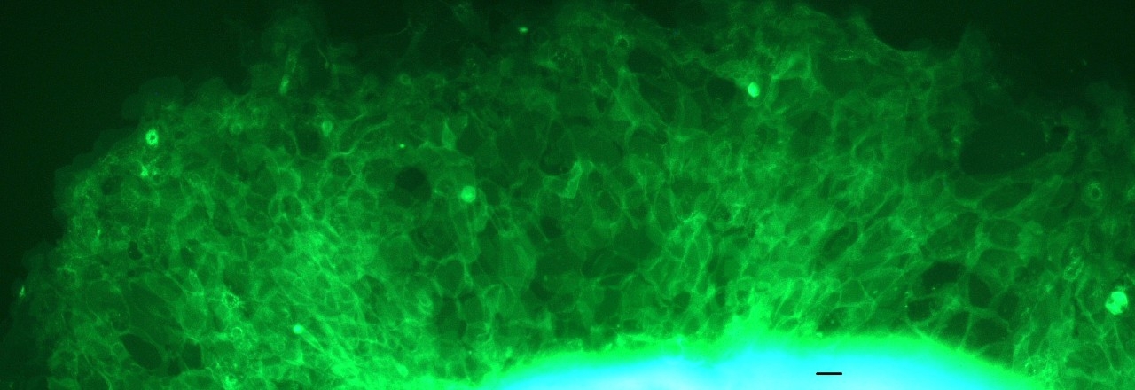 Cells deleted for REV3L