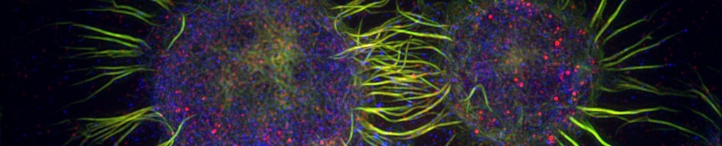 microscopy image
